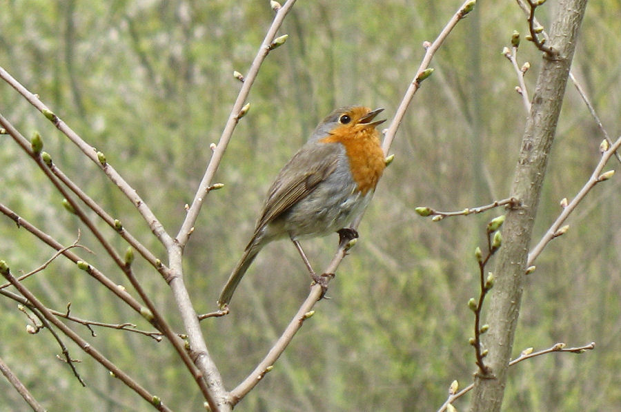 Erithacus rubecula, Pettirosso. Combattivo e orgoglioso; nel suo territorio non ammette altri pettirossi